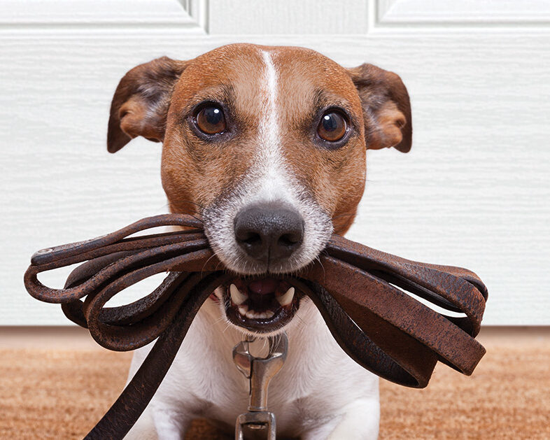 Doggy Doors: The next big thing?